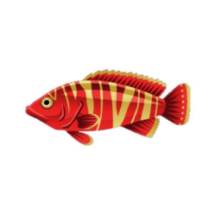 Goldstripe Cichlid